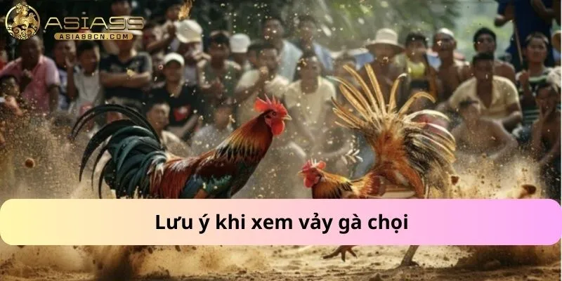 Lưu ý khi xem vảy gà chọi