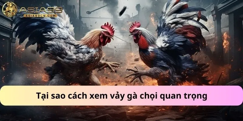 Tại sao cách xem vảy gà chọi quan trọng